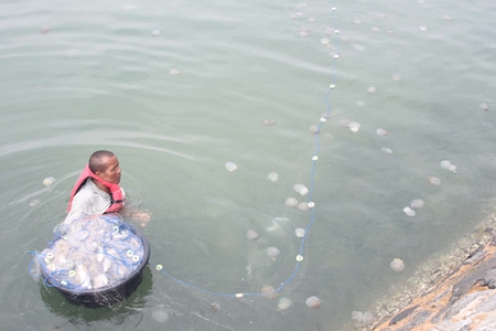 This fellow doesn’t seem to be overly bothered by the stings as he tries to gather as many jellyfish as he can.